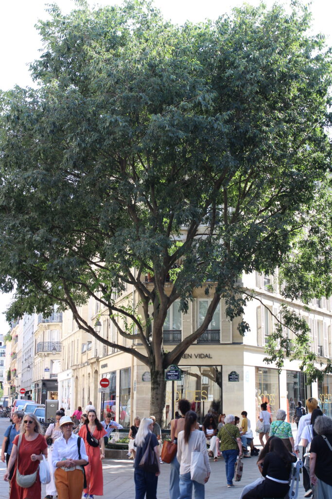 Arbre situé dans le marais Paris