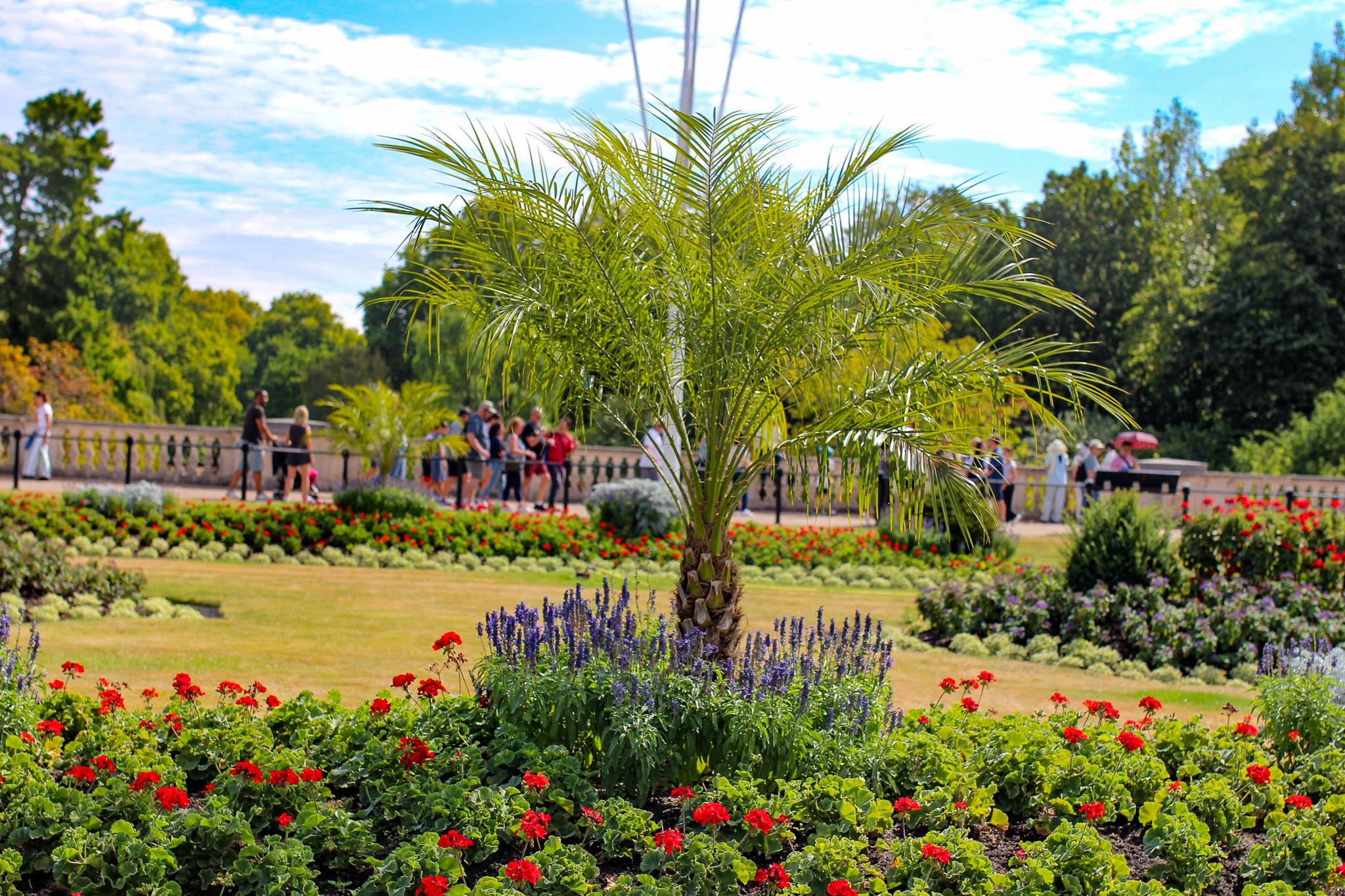 a palm tree in the center of a flower bed in summer.